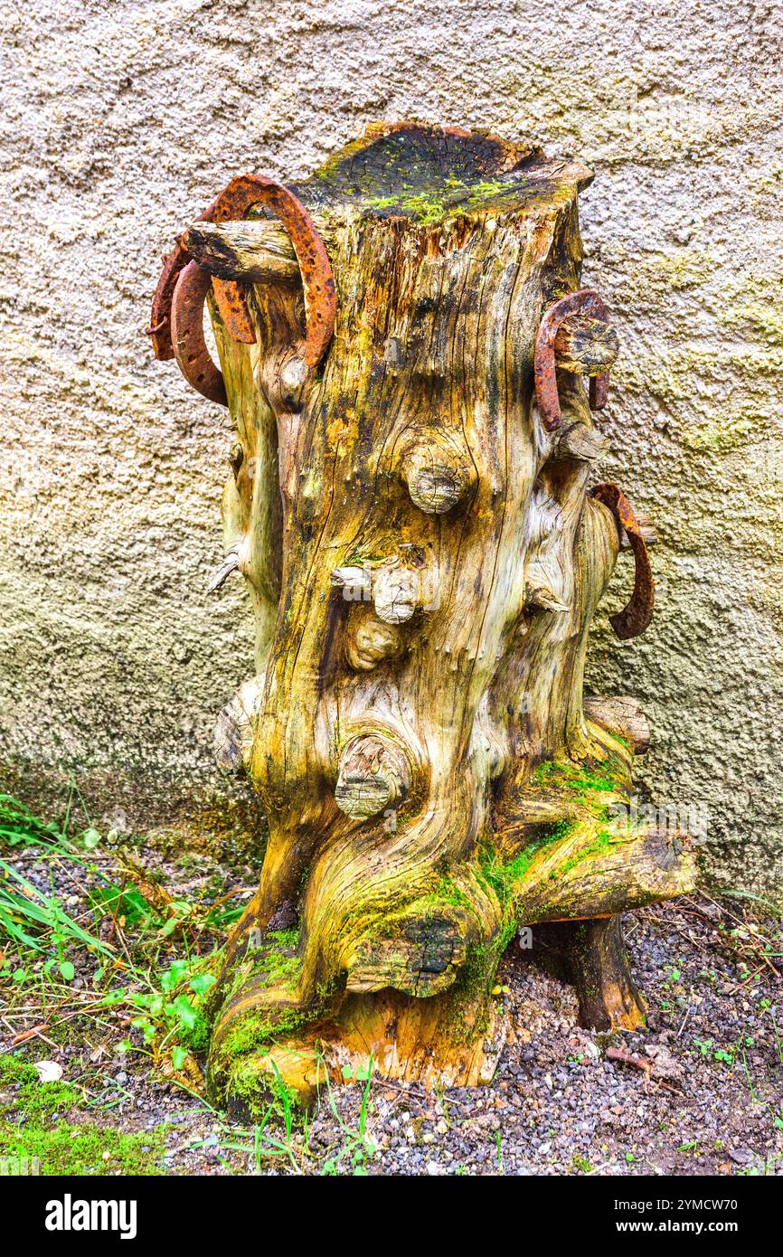 Souche d'arbre ancienne décorée de chaussures rouillées - angles-sur-l'Anglin, Vienne (86), France. Banque D'Images