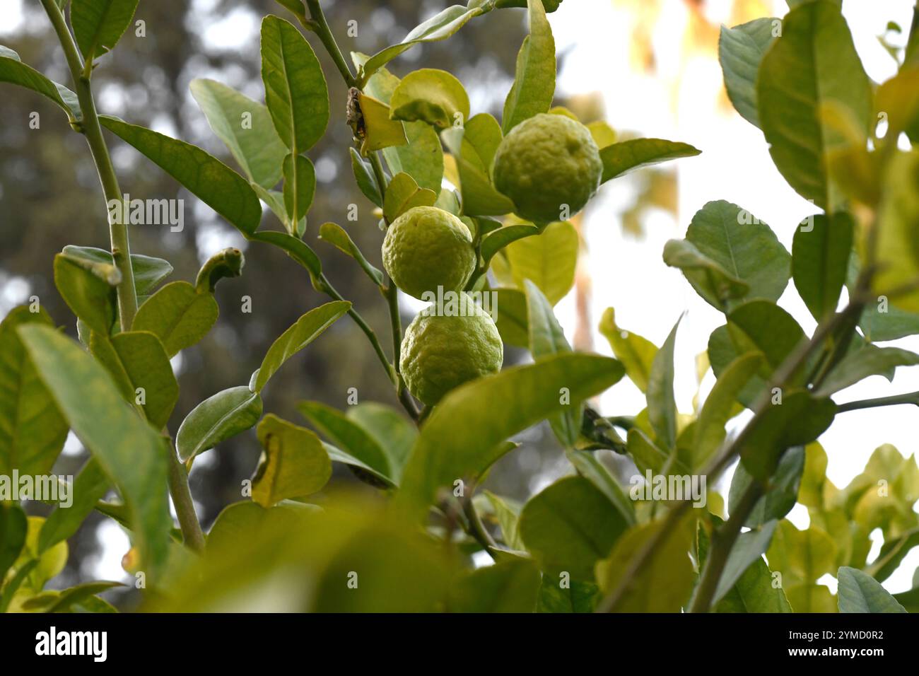 Le citron vert kaffir ou citron vert thaïlandais (Citrus hystrix) est un arbuste épineux originaire du sud de l'Asie. Ses fruits et ses feuilles sont utilisés comme aromatisant ou en parfumerie. Banque D'Images