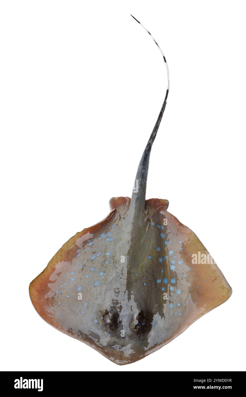 Stingray sur fond blanc Banque D'Images
