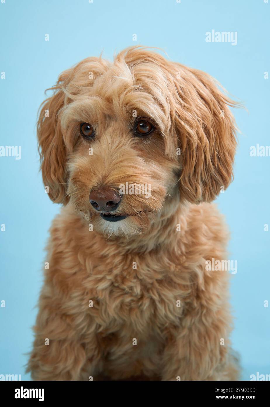 Un Labradoodle à fourrure bouclée regarde attentivement la caméra sur fond bleu. Banque D'Images