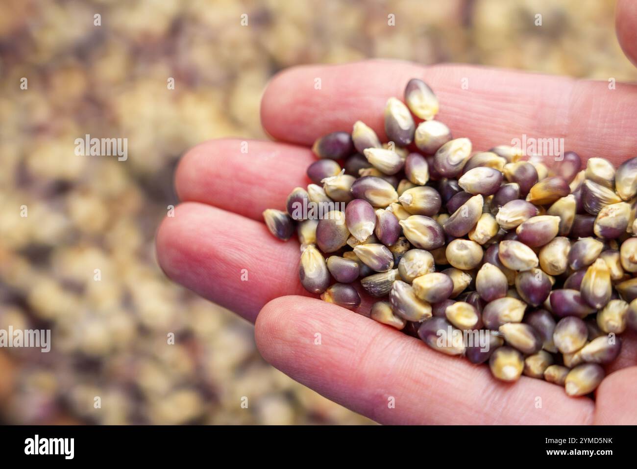 Gros plan d'une main tenant des grains de maïs colorés avec un fond flou. L'image présente des graines vibrantes et une surface organique texturée Banque D'Images