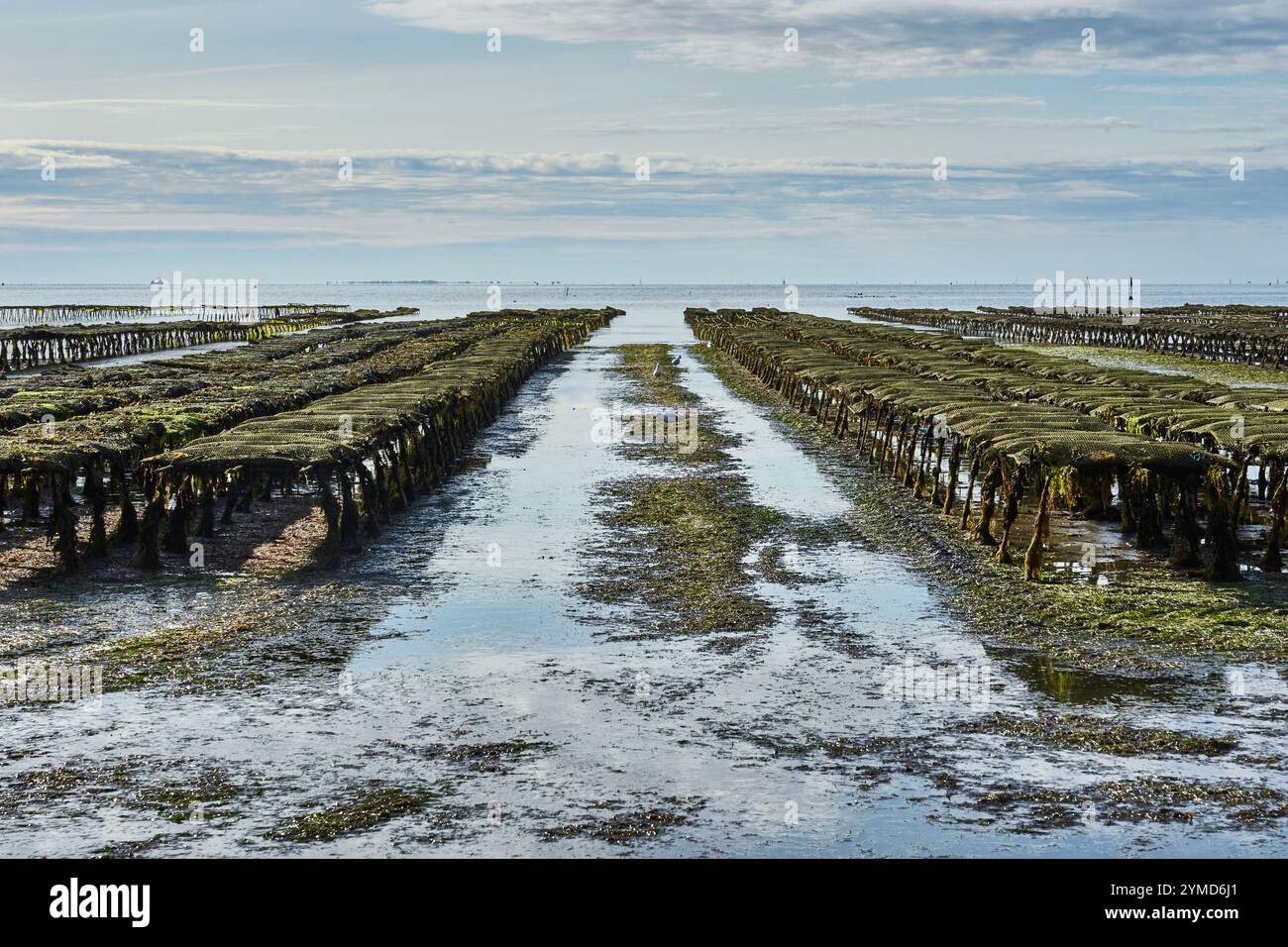 Quiberon, Bretagne, France, les ostréiculteurs récoltant les huîtres à marée basse ion péninsule de Quiberon Banque D'Images