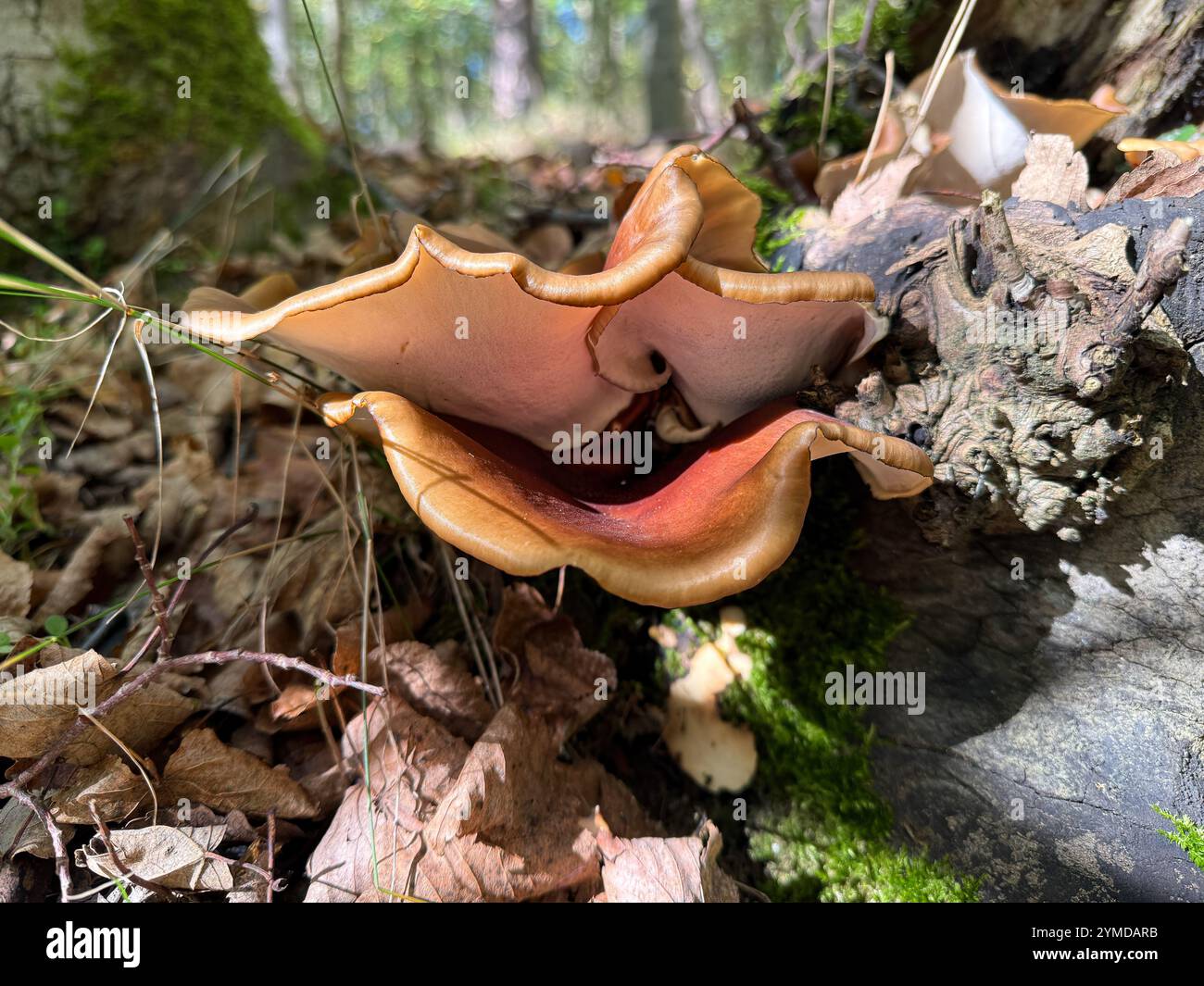 Champignon Royoporus badius, également connu sous le nom de picipes badius ou polypore de pied noir Banque D'Images