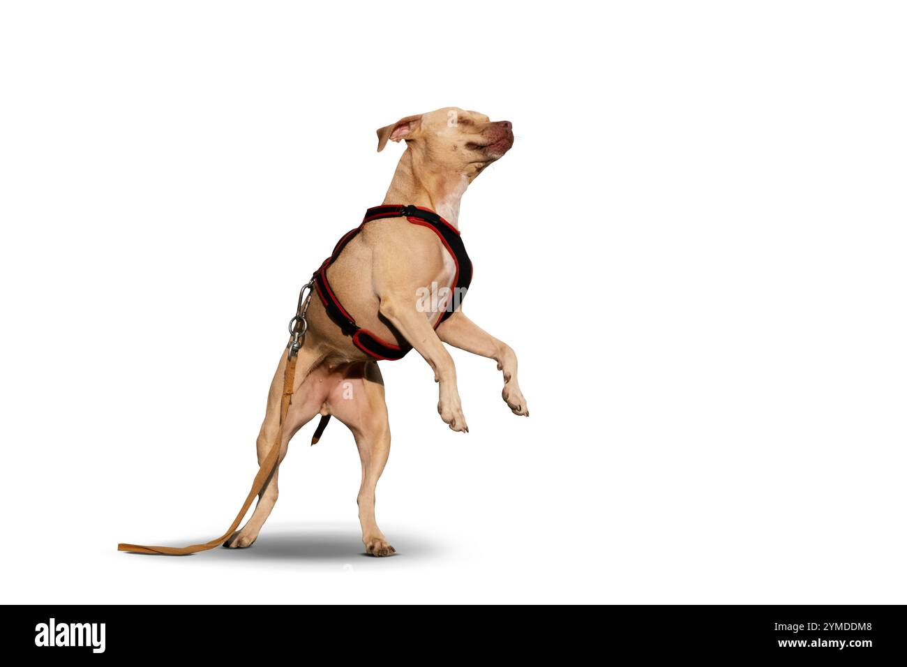 Un pitbull ludique capturé en plein air, mettant en valeur son agilité, son énergie et son enthousiasme. Affichage parfait de l'athlétisme et de la joie. Banque D'Images