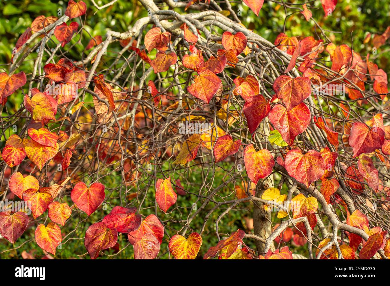 Couleur étonnante des feuilles de Cercis canadensis 'Ruby Falls' sur l'arbre à la fin de l'automne. Séduisant, fiable, authentique, Moody, nouveau, en bonne santé, émoi, Banque D'Images