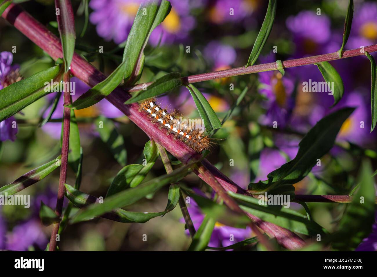 Une chenille de papillons d'herbe à noeud (Acronicta rumicis) rampant dans les Marguerites Michaelmas. Banque D'Images