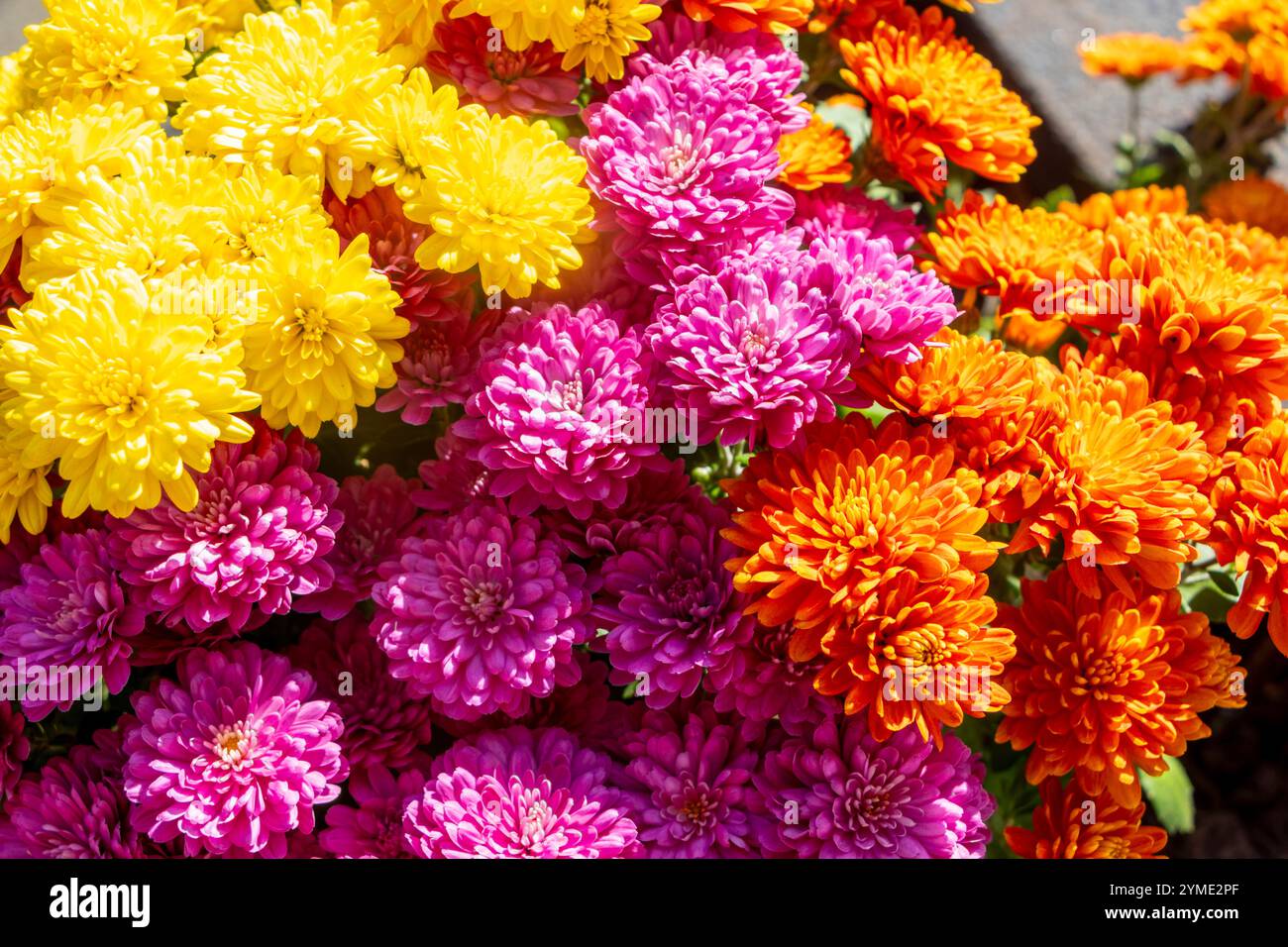 Gros plan de fleurs de chrysanthème rose, jaune et orange éclatantes créant un affichage coloré et animé en pleine floraison Banque D'Images