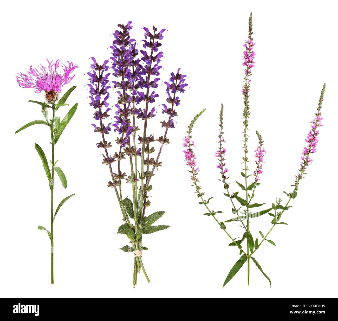 Les fleurs sauvages Knapweed, la sauge de prairie et le loosestrife violet Banque D'Images