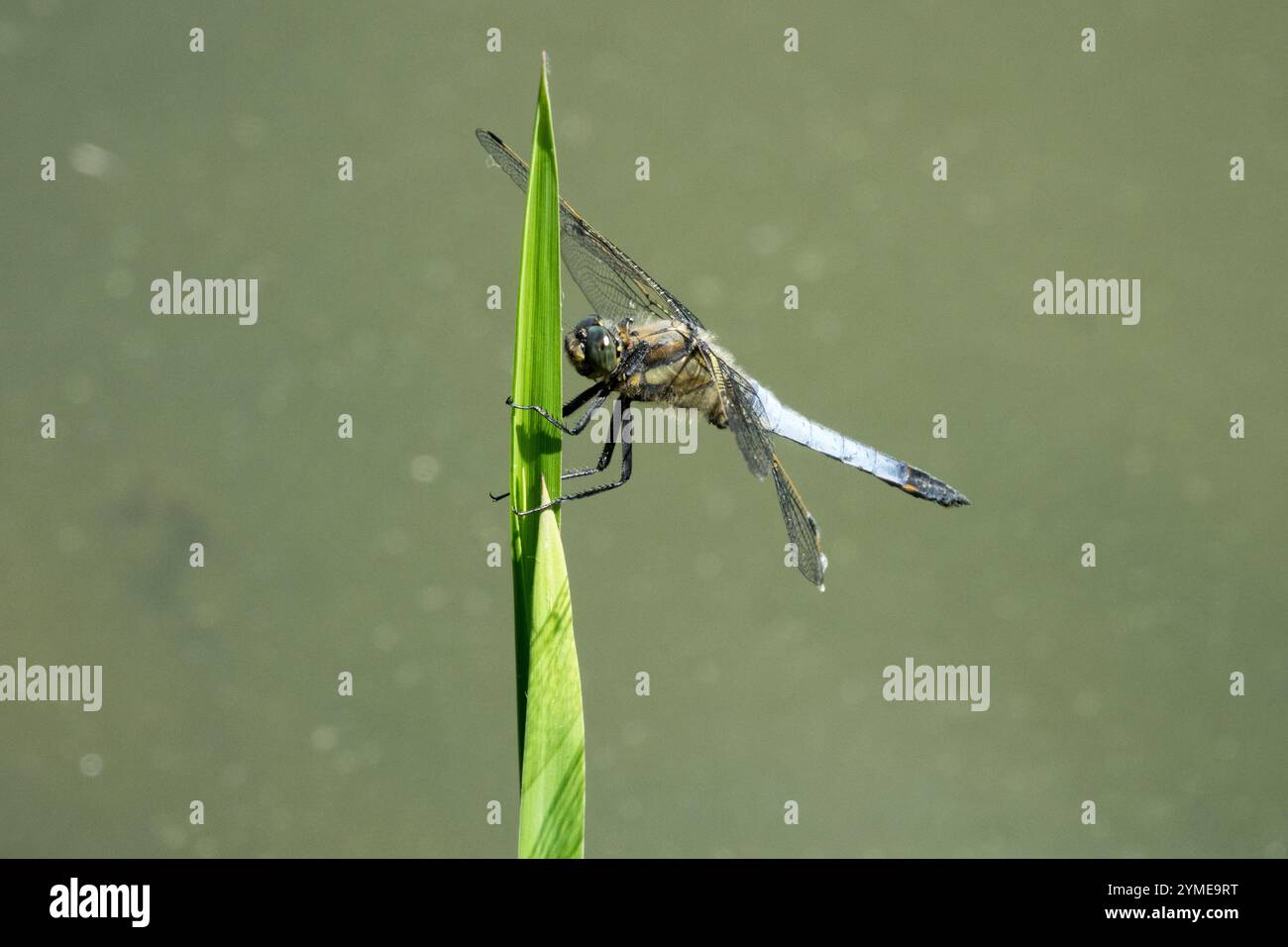 Chasseur large ou dard large, Libellula depressa Male Dragonfly Wildlife Insect perché au-dessus de la vue sur l'eau Banque D'Images