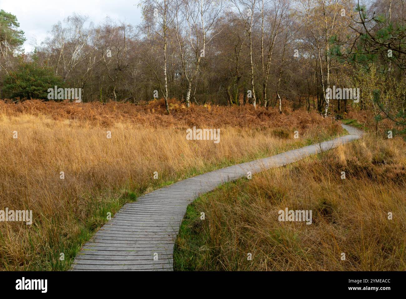 Sentier pédestre autour de High Dam, Finsthwaite, Cumbria, Angleterre Banque D'Images