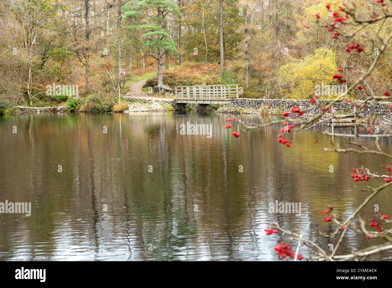 High Dam, Finsthwaite, Cumbria, Angleterre Banque D'Images