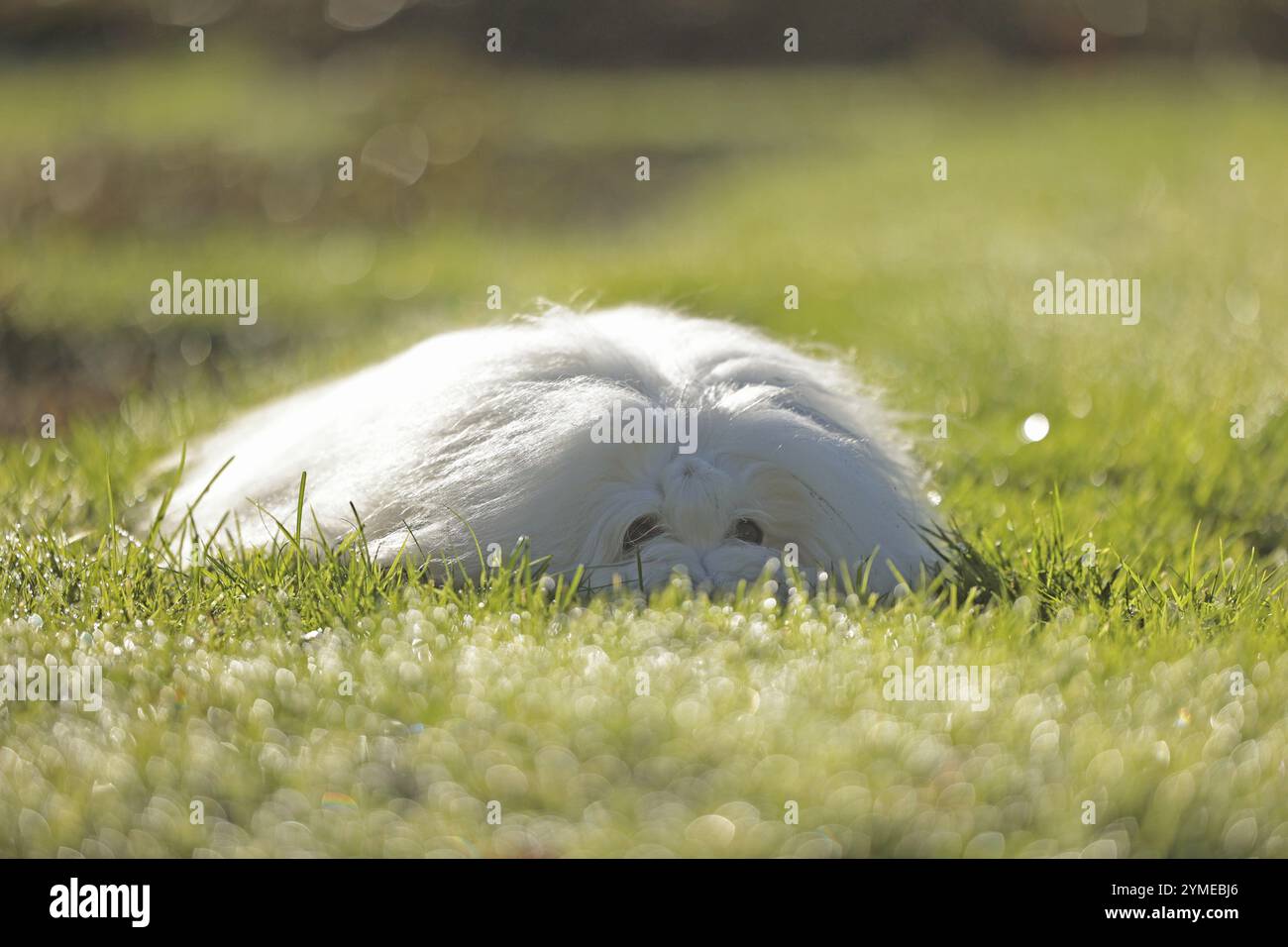 Coton de Tulear, chien de coton, Madagascar, Afrique Banque D'Images