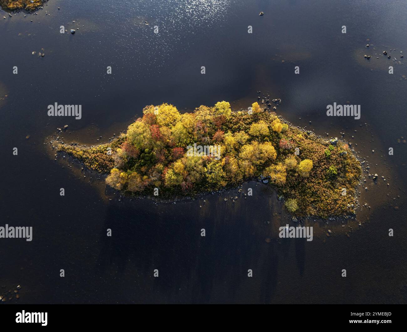 Île en mer, arbres, lumière du matin, ensoleillé, automne, vue aérienne, Lochan na h-Achlaise, Highlands écossais, Écosse, Grande-Bretagne Banque D'Images