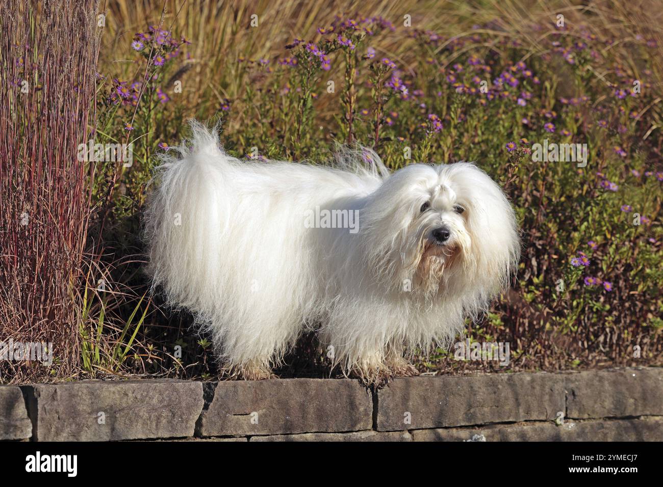 Coton de Tulear, chien de coton, Madagascar, Afrique Banque D'Images