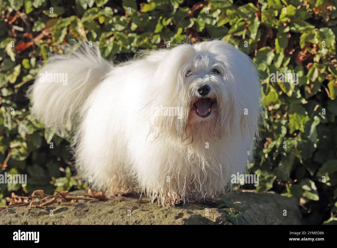 Coton de Tulear, chien de coton, Madagascar, Afrique Banque D'Images