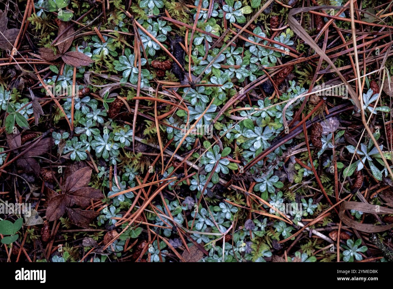 Plantes alpines sur le sol forestier, gros plan sur le dessus Banque D'Images