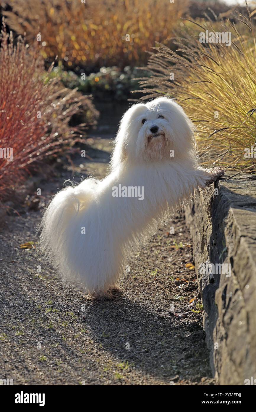 Coton de Tulear, chien de coton, Madagascar, Afrique Banque D'Images