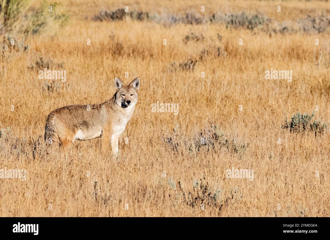 Coyote ; Hautes Sierras de l'est ; faune ; mammifères ; Californie Banque D'Images