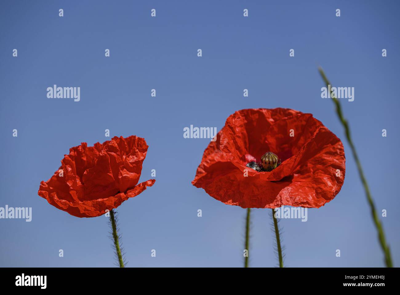 Gros plan de deux coquelicots rouges devant un ciel bleu, borken, muensterland, allemagne Banque D'Images