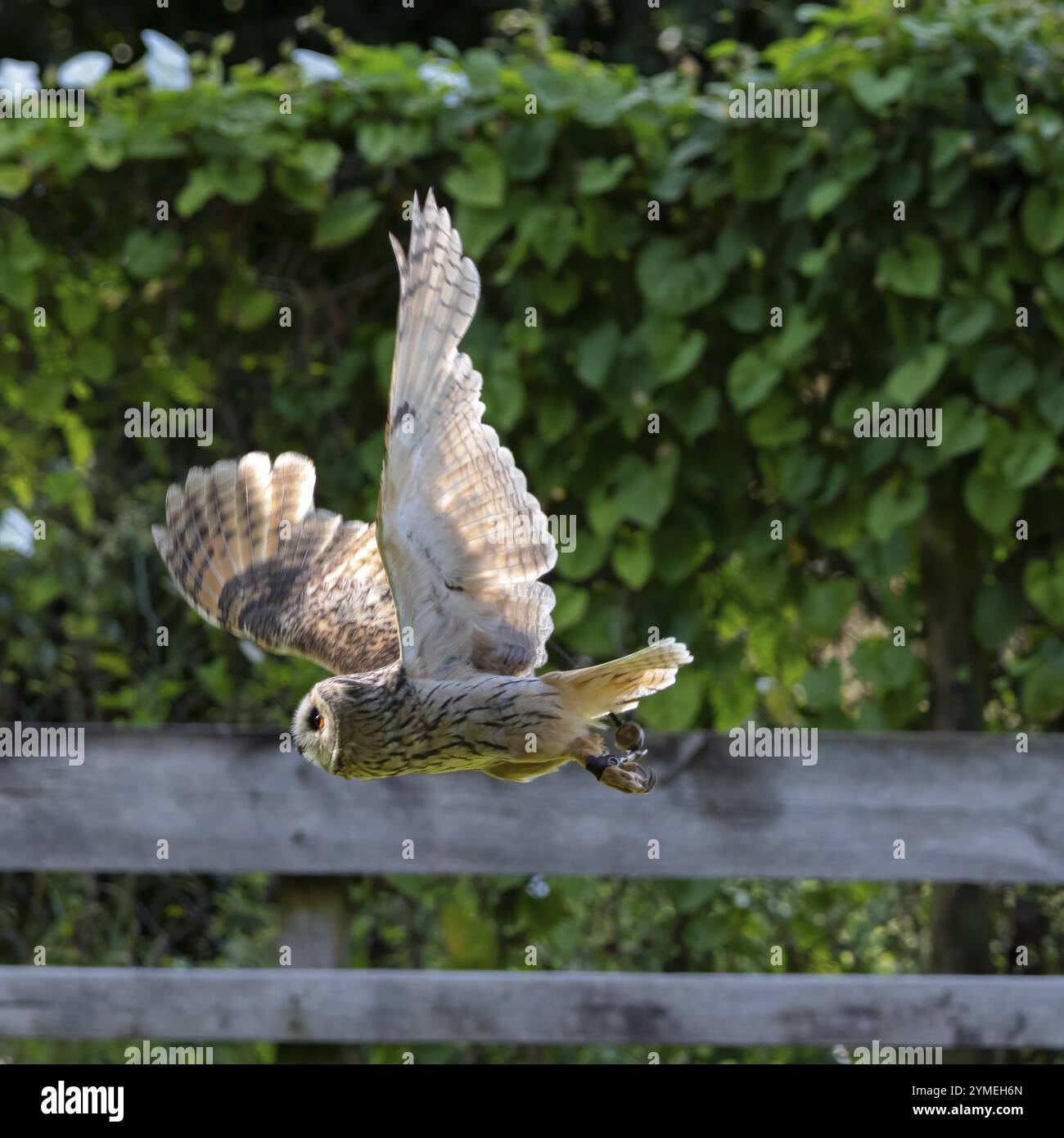 Hibou à longues oreilles, Asio otus, en vol Banque D'Images