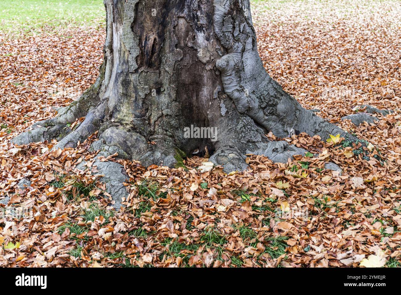 Feuilles d'automne dans une prairie autour d'un tronc d'arbre, Parc de la ville de Graz, Graz, Styrie, Autriche, Europe Banque D'Images