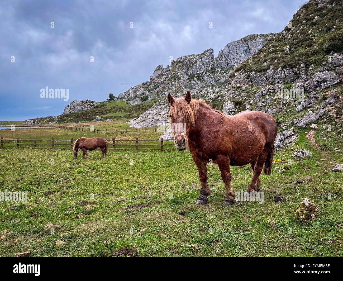 Deux beaux chevaux de race locale de Asturcón avec le lac Ercina en arrière-plan dans le parc national des Picos de Europa, Asturies, Espagne - Image de stock capturée avec un smartphone