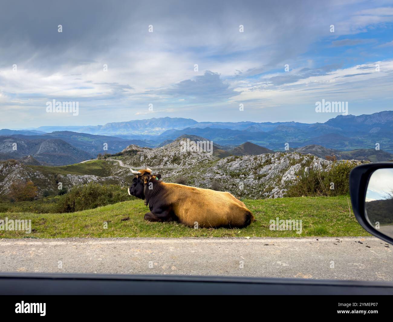 Asturiana de los valles vaches de race locale (aka Carreña ou Roxa) dans le parc national des Picos de Europa, Asturies, Espagne Banque D'Images