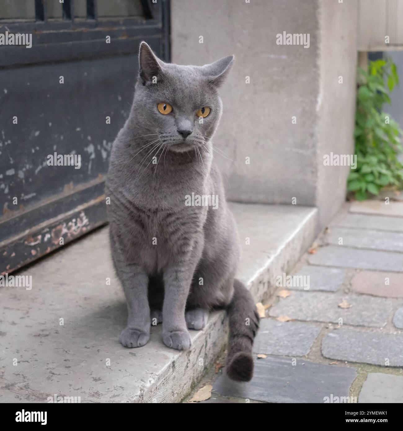 Chat gris Chartreux, assis près d'une porte noire altérée, regardant intensément avec des yeux ambrés frappants, entouré d'un chemin pavé dans la rue Banque D'Images