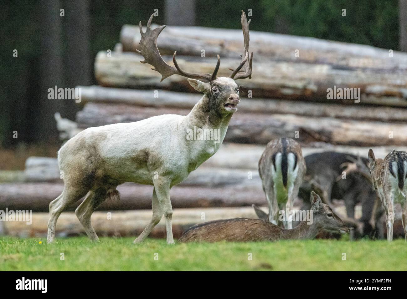 Damwild Brunft-Höhepunkt Damwild Ende Oktober, Brunft Damwild zum Brunfthöhepunkt *** cerfs en jachère crête des cerfs en jachère fin octobre, automne Banque D'Images