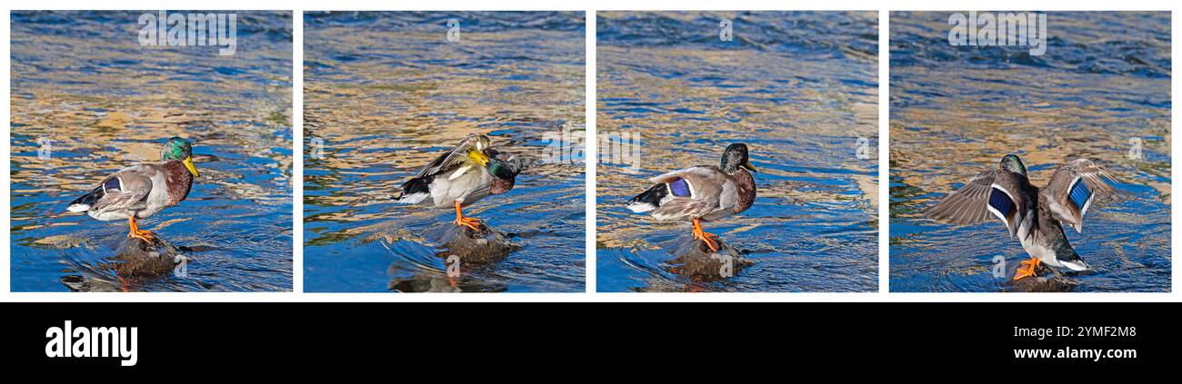 Colvert mâle sur une pierre dans l'eau Banque D'Images