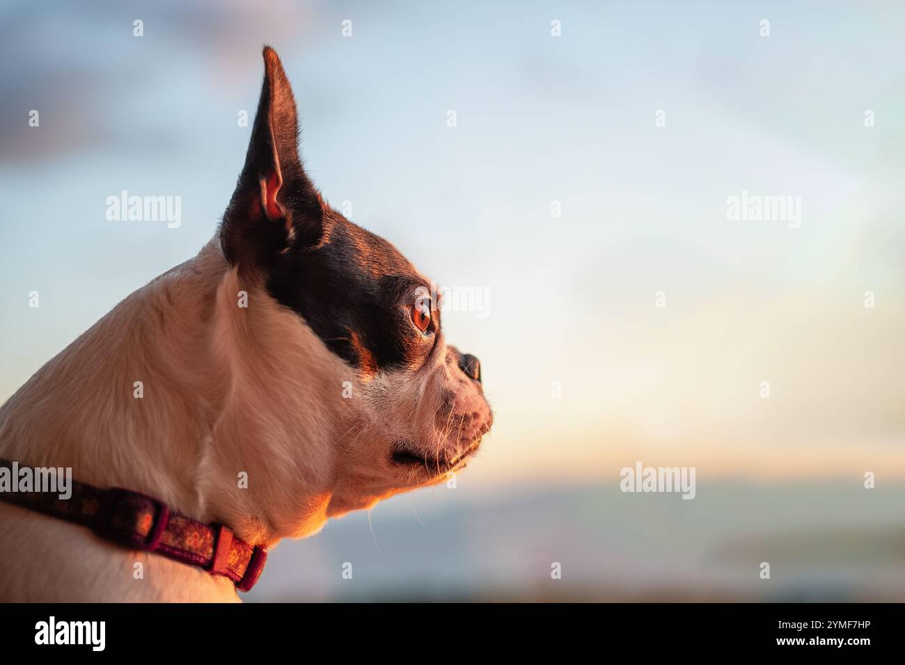 Portrait d'un chien Boston Terrier en profil. Elle regarde par une fenêtre vers un coucher de soleil. Son visage est illuminé par la lueur de l'heure dorée. Banque D'Images
