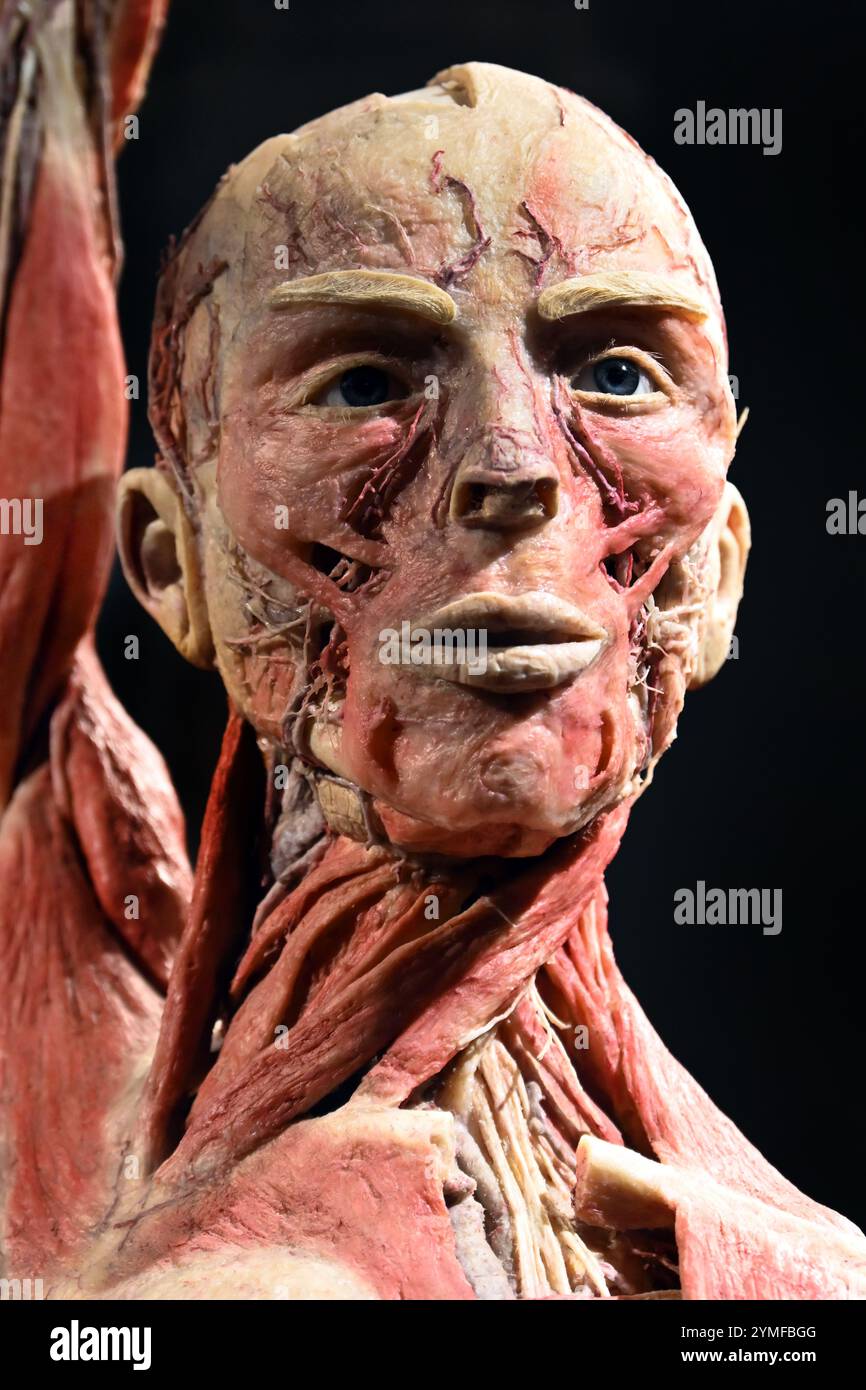 Budapest, Hongrie - 5 février 2023 - Headshot du corps humain de l'exposition Body Worlds Banque D'Images
