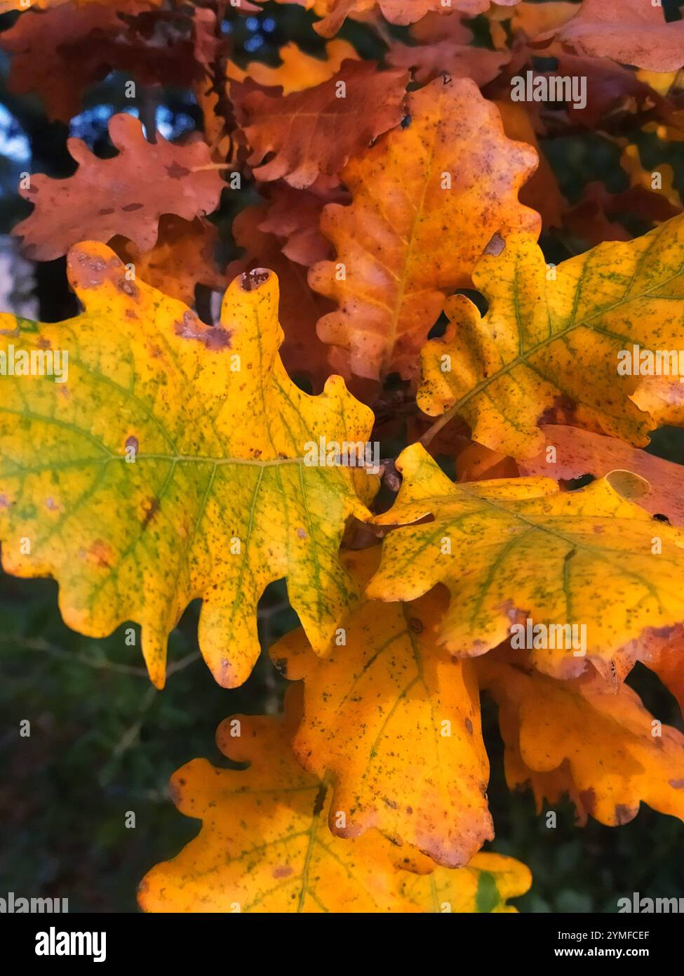Feuilles de chêne d'automne avec des teintes jaune doré, orange et brun - beauté de la nature en automne, détail des feuilles de chêne boisé avec des couleurs chaudes d'automne - texture Banque D'Images Feuilles de chêne d'automne avec des teintes jaune doré, orange et brun - beauté de la nature en automne, détail des feuilles de chêne boisé avec des couleurs chaudes d'automne - texture Banque D'Images