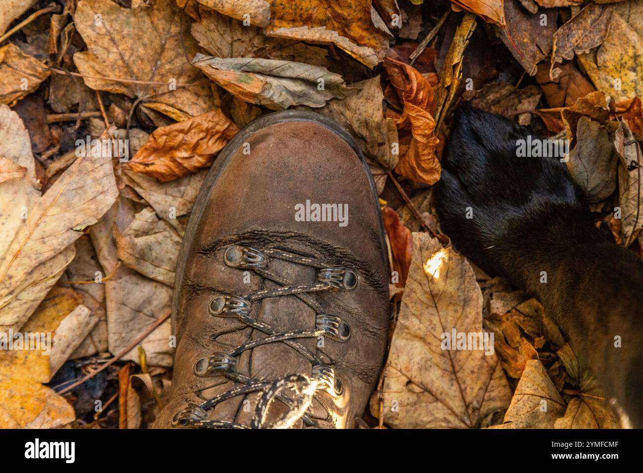 Une patte de chien à côté d'un pied humain portant une botte de marche debout dans les feuilles d'automne. Banque D'Images