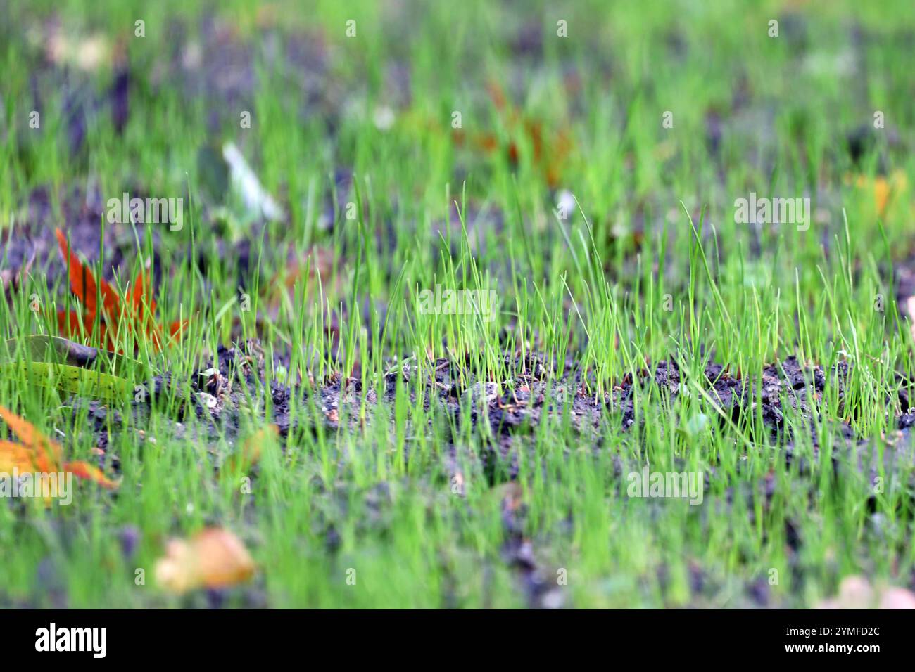 Keimung von Gräsern Im November eines Jahres beginnt das gras für einen Rasen trotz Kälte zu keimen *** germination de l'herbe L'herbe pour une pelouse commence à germer en novembre de chaque année malgré le froid Banque D'Images