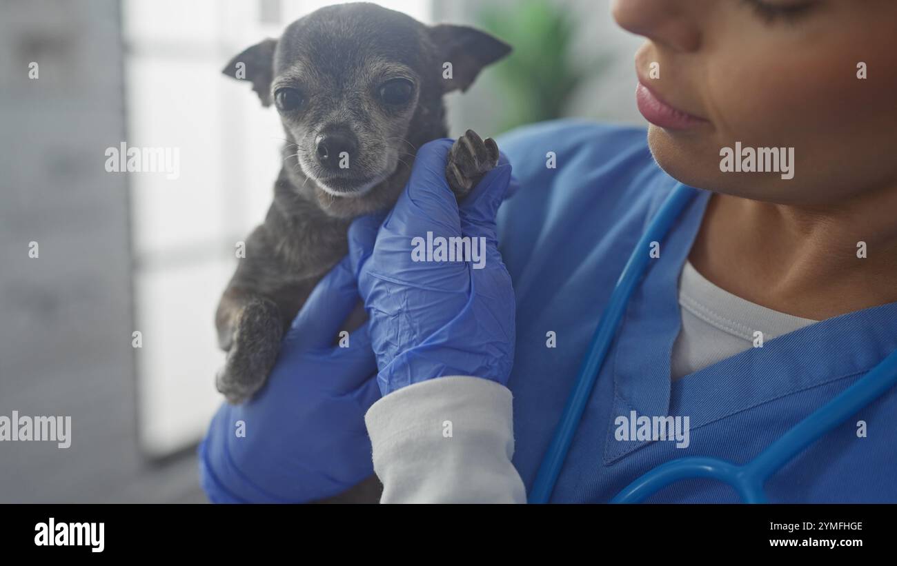 Une vétérinaire hispanique compatissante berce un chihuahua à l'intérieur de la clinique vétérinaire. Banque D'Images