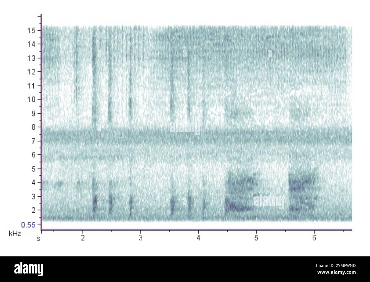 L'Écureuil gris (Sciurus carolinensis) Banque D'Images
