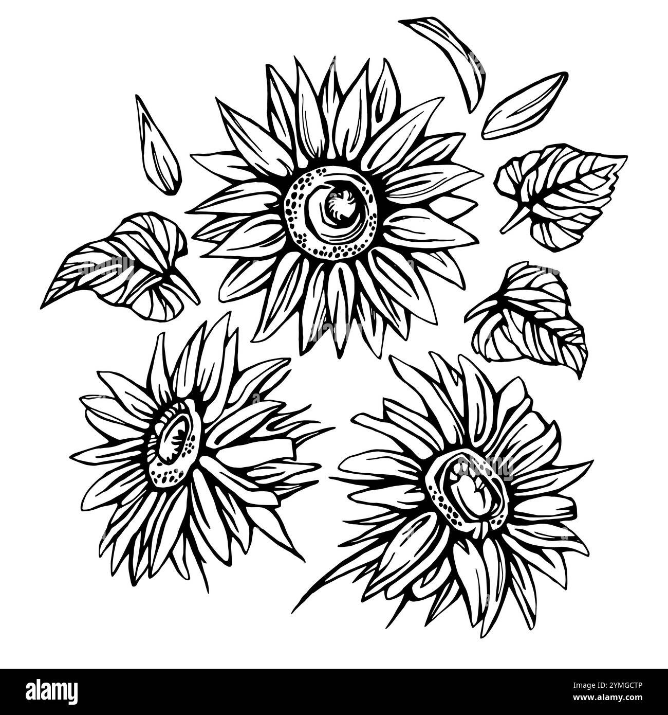 Sunflower Line Art, Fine Line bouquets de tournesol illustration dessinée à la main. Coloriage avec tournesols. Illustration de Vecteur Sunflower Line Art, Fine Line bouquets de tournesol illustration dessinée à la main. Coloriage avec tournesols. Illustration de Vecteur