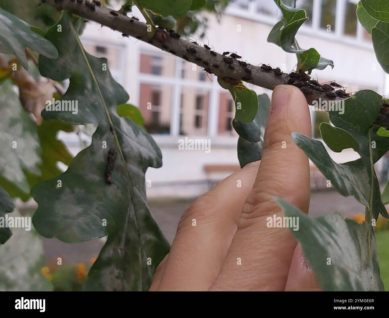 Pucerons du chêne panaché (Lachnus roboris) Banque D'Images