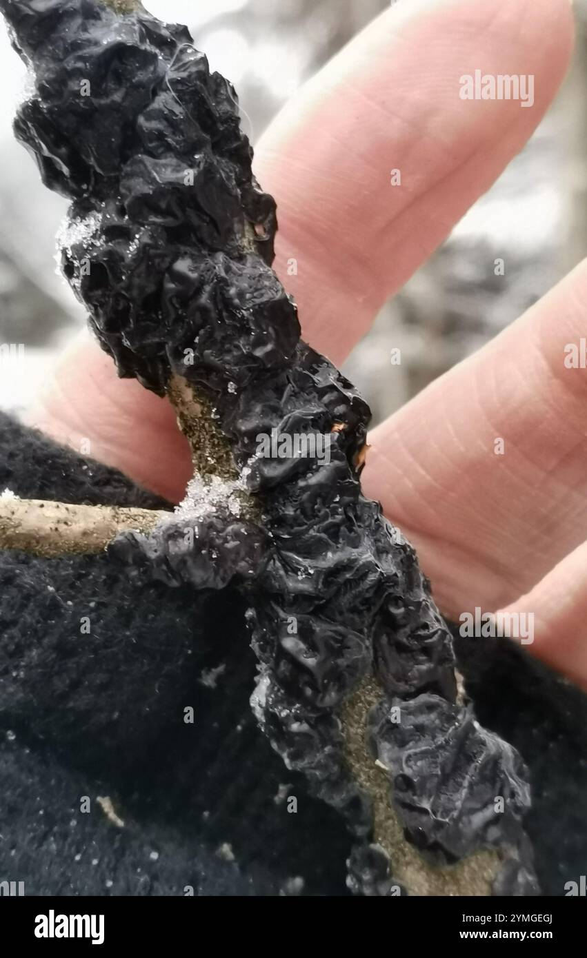 Beurre de Warlock (Exidia nigricans) Banque D'Images