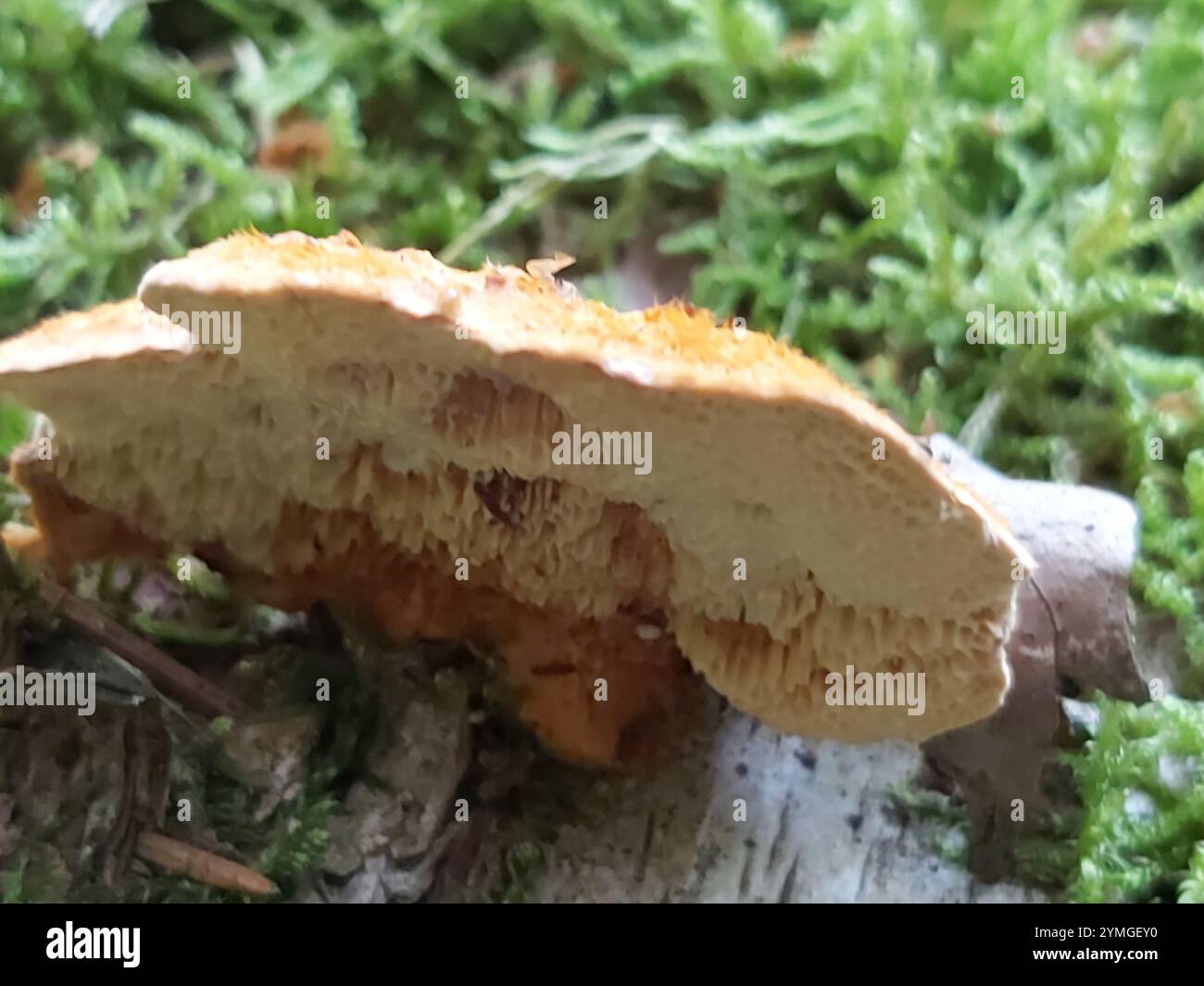 (Pycnoporellus fulgens) Banque D'Images