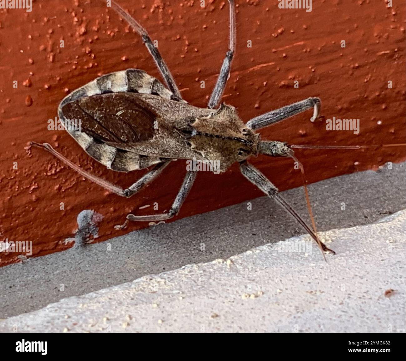 Insecte des roues d'Amérique du Nord (Arilus cristatus) Banque D'Images