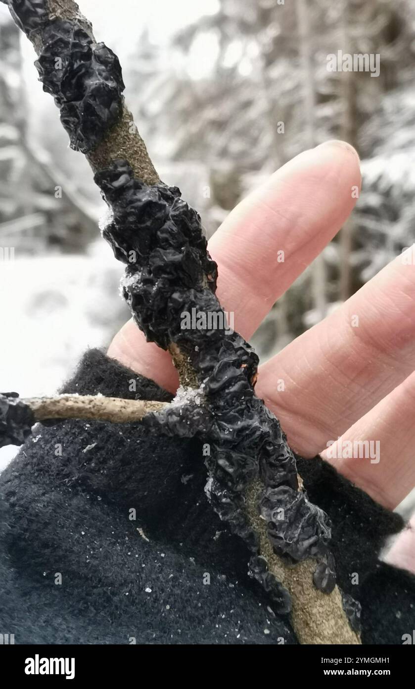 Beurre de Warlock (Exidia nigricans) Banque D'Images