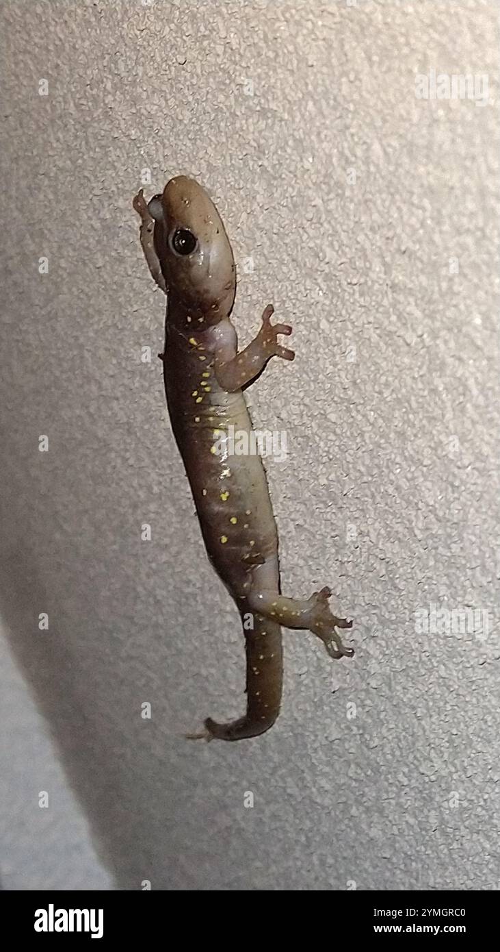 Salamandre arboricole (Aneides lugubris) Banque D'Images