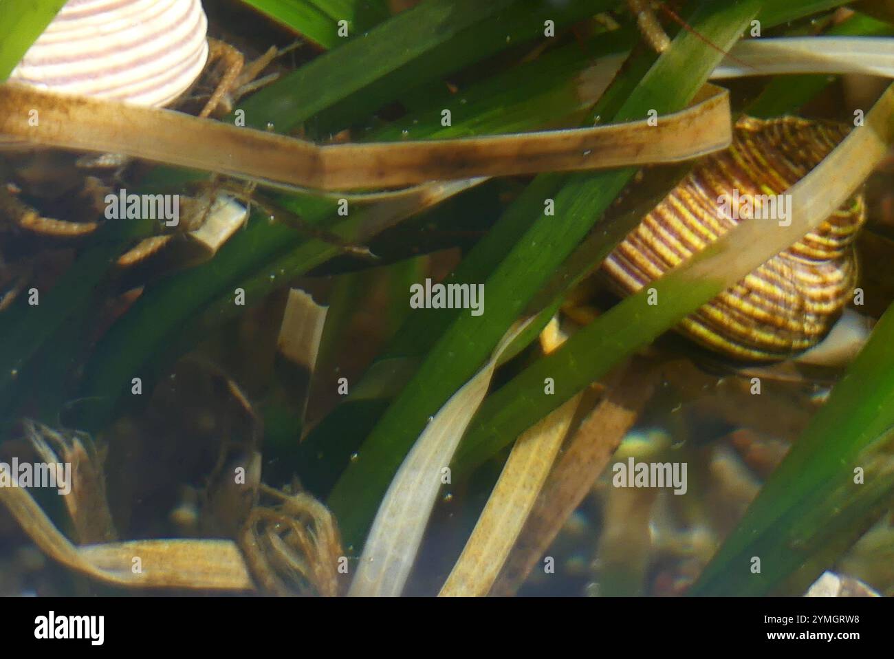 Escargot supérieur à anneaux bleus (Calliostoma ligatum) Banque D'Images