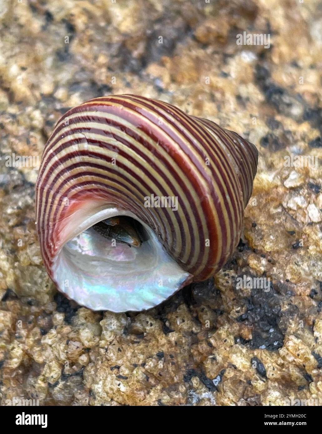 Escargot supérieur à anneaux bleus (Calliostoma ligatum) Banque D'Images