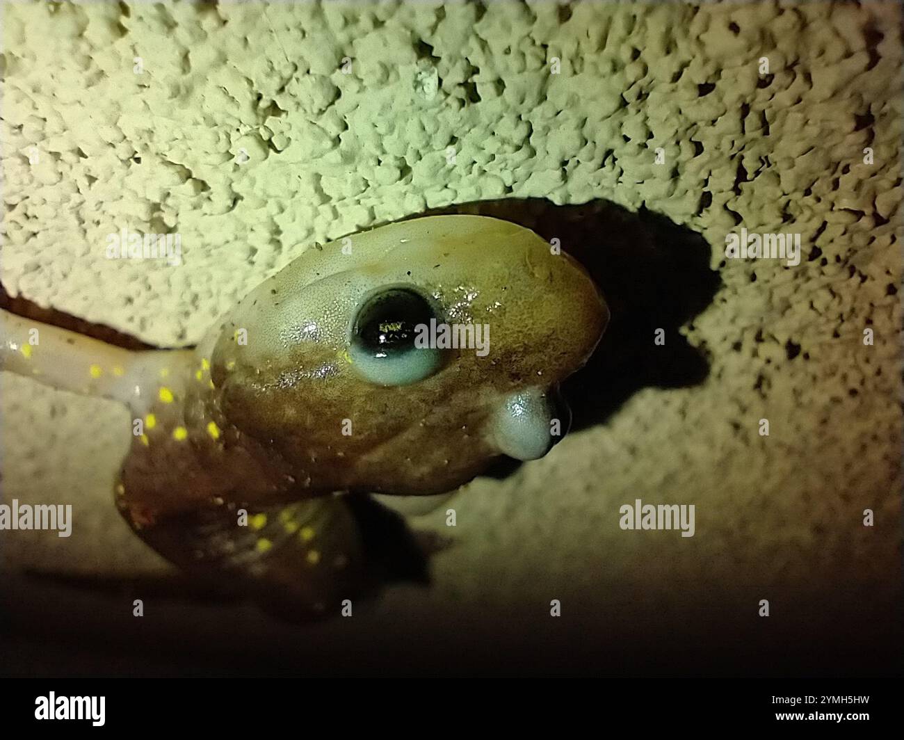 Salamandre arboricole (Aneides lugubris) Banque D'Images