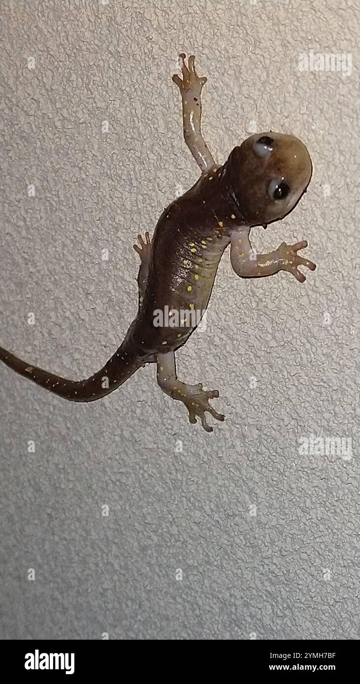 Salamandre arboricole (Aneides lugubris) Banque D'Images