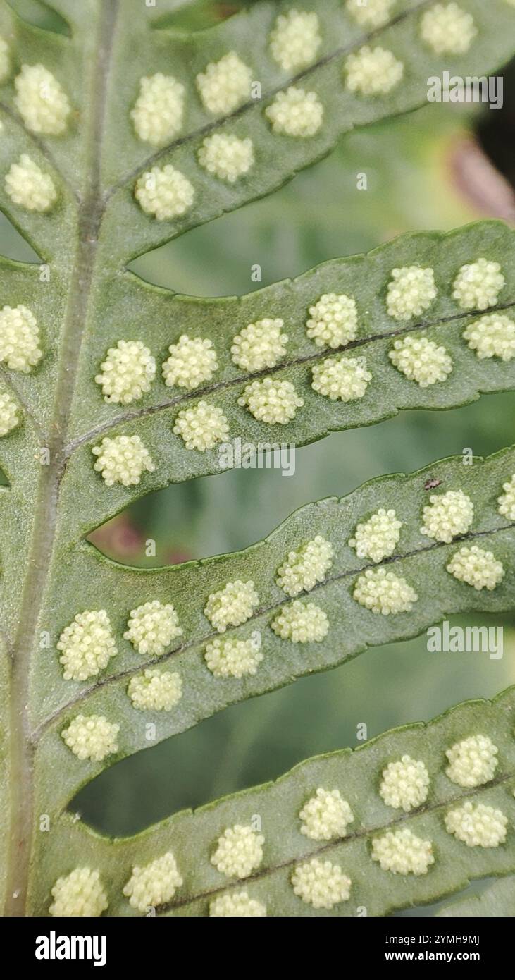 Polypodie australe (Polypodium cambricum) Banque D'Images