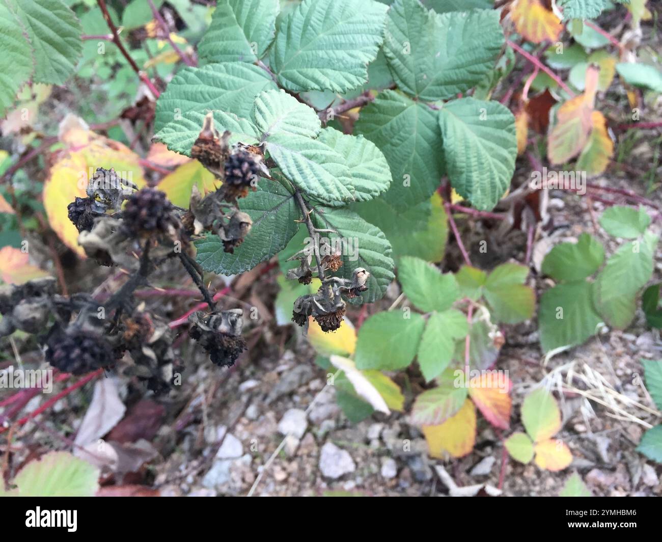 Mûre arménienne (Rubus armeniacus) Banque D'Images